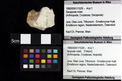 Foto (Objket + Etiketten) von ? Magila sp. 